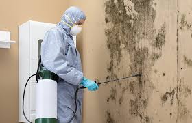 Best Emergency Mold Remediation  in Port Salerno, FL